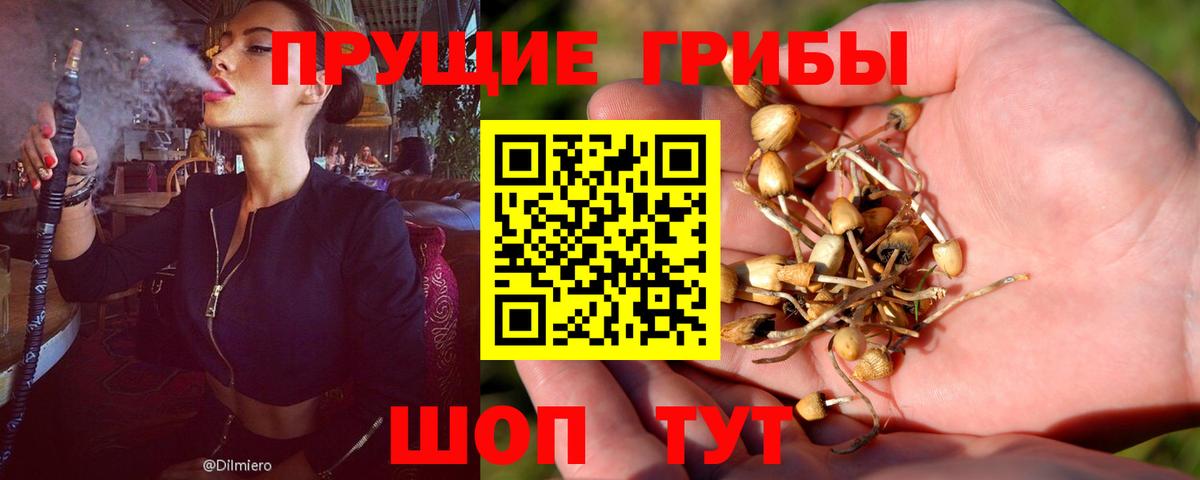 Апатиты  Псилоцибиновые грибы прущие грибы  Галлюциногенные грибы Psilocybe  Вход с VPN 